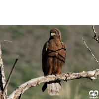 گونه سارگپه کوهی Upland Buzzard